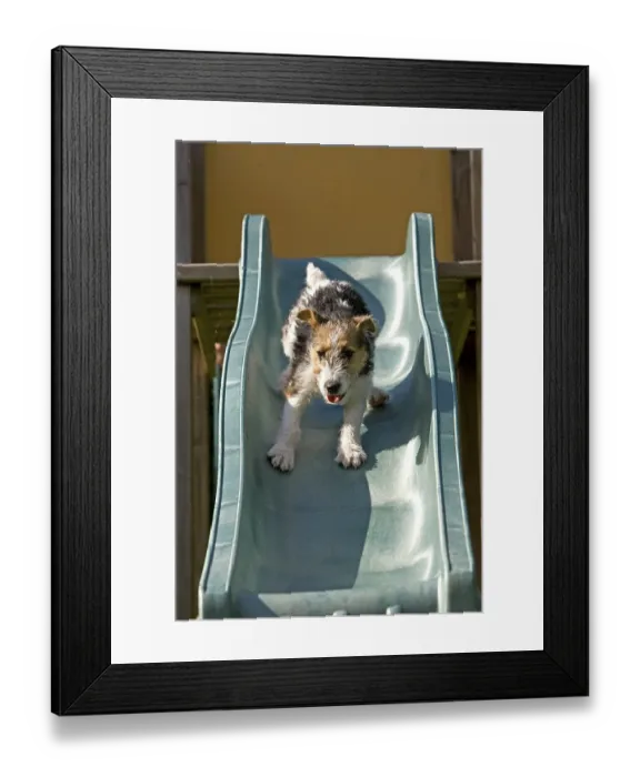 Framed Print : Wirehaired fox terrier puppy playing on slide Framed Print : Wirehaired fox terrier puppy playing on slide