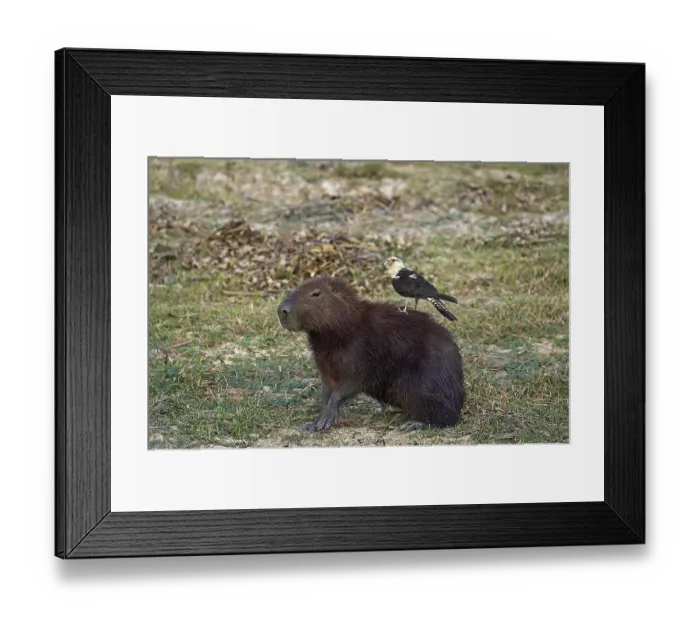 Framed Print : Yellow-headed caracara (milvago chimachima) and Capybara, hydrochoerus hydrochaeris, Los Lianos in Venezuela