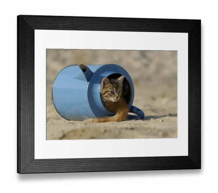 Framed Print : House cat, kitten in old blue watering can