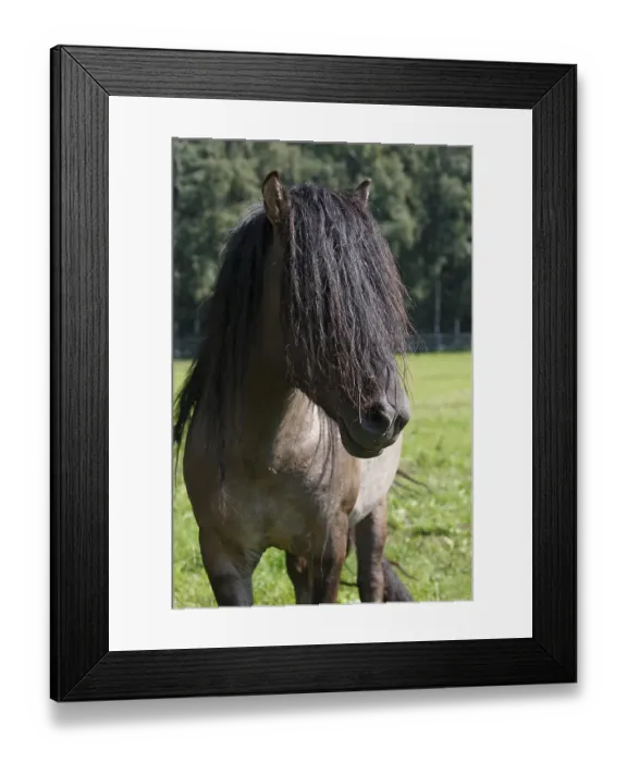 Framed Print : Duelmener wild stallion (Equus islandicus), stallion with long mane, Merfelder Bruch, Duelmen, Muensterland, North Rhine-Westphalia, Germany, Europe