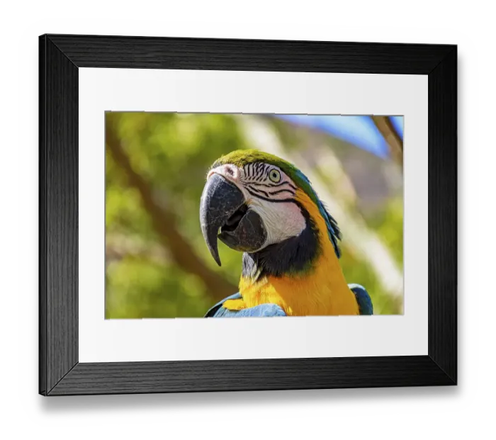 Framed Print : Macaw perched on a branch with vegetation of the Brazilian rainforest behind, Belo Horizonte, Minas Gerais, Brasil