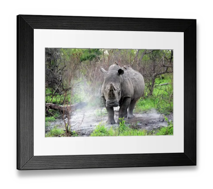 Framed Print : White rhino (Ceratotherium simum), adult, male, alert, startled, Kruger National Park, Kruger National Park, Sabi Game Reserve, South Africa, Africa Framed Print : White rhino (Ceratotherium simum), adult, male, alert, startled, Kruger National Park, Kruger National Park, Sabi Game Reserve, South Africa, Africa