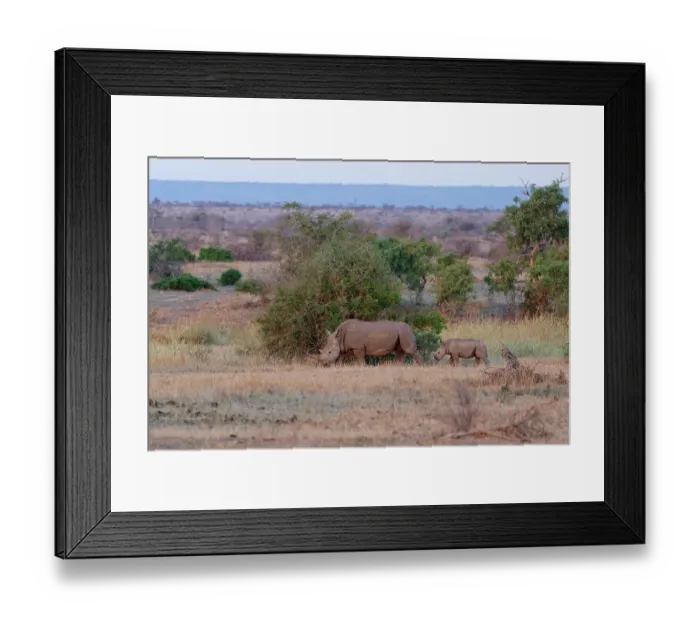 Framed Print : Southern white rhinoceroses (Ceratotherium simum simum), mother with calf walking on dry grass, foraging, evening light, Kruger National Park, South Africa, Africa Framed Print : Southern white rhinoceroses (Ceratotherium simum simum), mother with calf walking on dry grass, foraging, evening light, Kruger National Park, South Africa, Africa