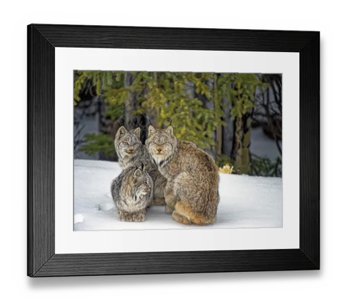 Framed Print : 7173042 Framed Print : 7173042