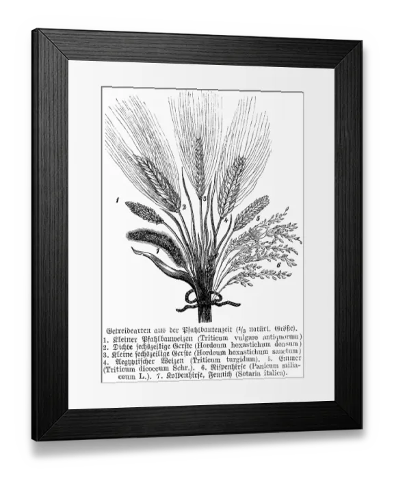 Framed Print : Cereals at the time of the pile dwellings, wheat (Triticum vulgaro antiquorum), barley (Hordeum), emmer (Triticum dicoccum) or two-grain, millet (Panicum miliaceum), foxtail millet (Setaria italica), history of mankind, historical illustration 1880
