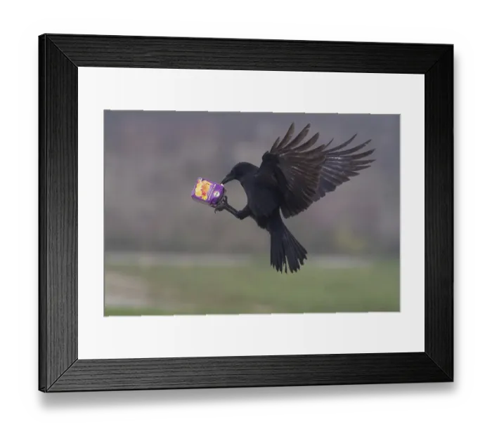 Framed Print : A carrion crow (Corvus corone) flies through the air with a sap packet in its claws, Hesse, Germany, Europe
