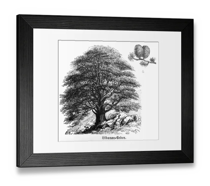 Framed Print : Lebanon cedar (Cedrus libani) with flower cones, conifers (Coniferales), evergreen tree, age up to 1000 years, stony ground, travelling in Asia, Near East, Lebanon, historical illustration 1887, Asia Framed Print : Lebanon cedar (Cedrus libani) with flower cones, conifers (Coniferales), evergreen tree, age up to 1000 years, stony ground, travelling in Asia, Near East, Lebanon, historical illustration 1887, Asia
