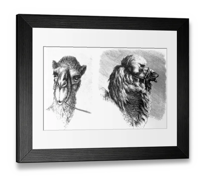 Framed Print : Head of a camel of the Turkic peoples in Central Asia, long hair, bridle, travelling in Asia, Turkestan or Turkistan, historical illustration 1887 Framed Print : Head of a camel of the Turkic peoples in Central Asia, long hair, bridle, travelling in Asia, Turkestan or Turkistan, historical illustration 1887