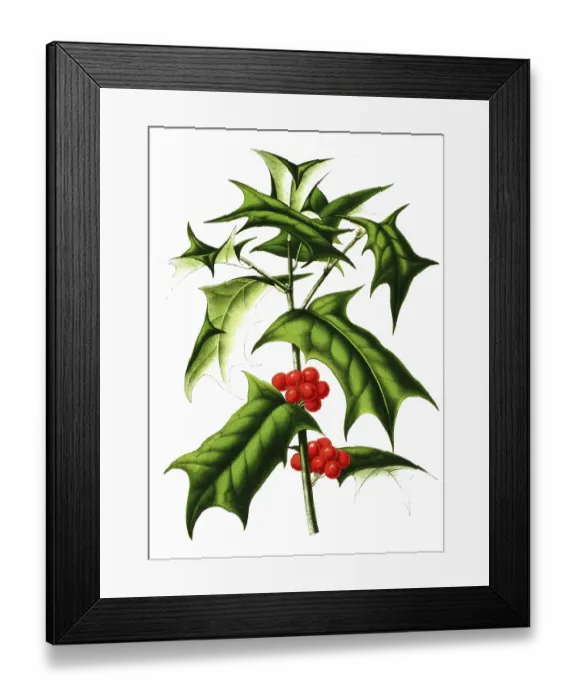 Framed Print : Ilex cornuta, Ilex cornuta, plant and flower, digitally reworked reproduction of an original from the 19th century Framed Print : Ilex cornuta, Ilex cornuta, plant and flower, digitally reworked reproduction of an original from the 19th century