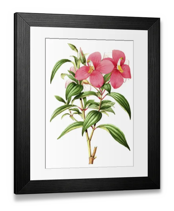 Framed Print : Monochoetum umbellatum, a neotropical genus of shrubs and subshrubs with about 54 species, plant and flower, digitally reworked reproduction of an original from the 19th century