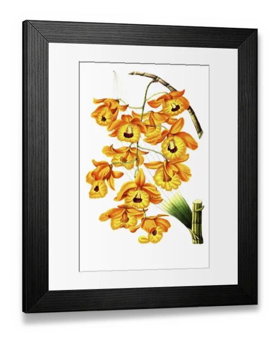 Framed Print : Dendrobium fimbriatum, from the orchid family, plant and flower, digitally reworked reproduction of an original from the 19th century