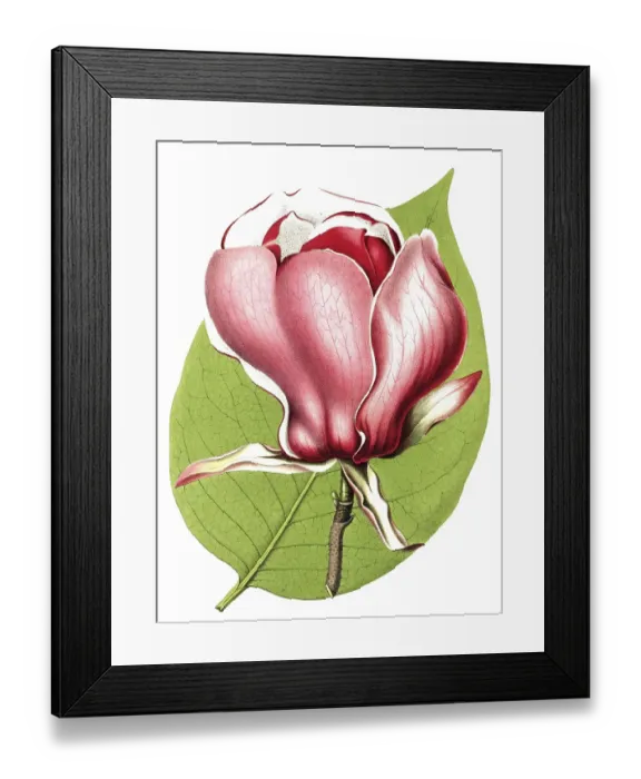 Framed Print : Magnolia, Magnolia lenne hybride, plant and flower, digitally reworked reproduction of an original from the 19th century