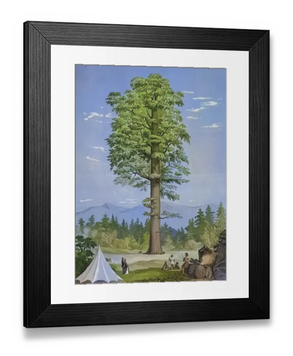 Framed Print : Wellingtonia gigantea, giant sequoia, Sequoiadendron giganteum, plant and flower, digitally reworked reproduction of an original from the 19th century Framed Print : Wellingtonia gigantea, giant sequoia, Sequoiadendron giganteum, plant and flower, digitally reworked reproduction of an original from the 19th century