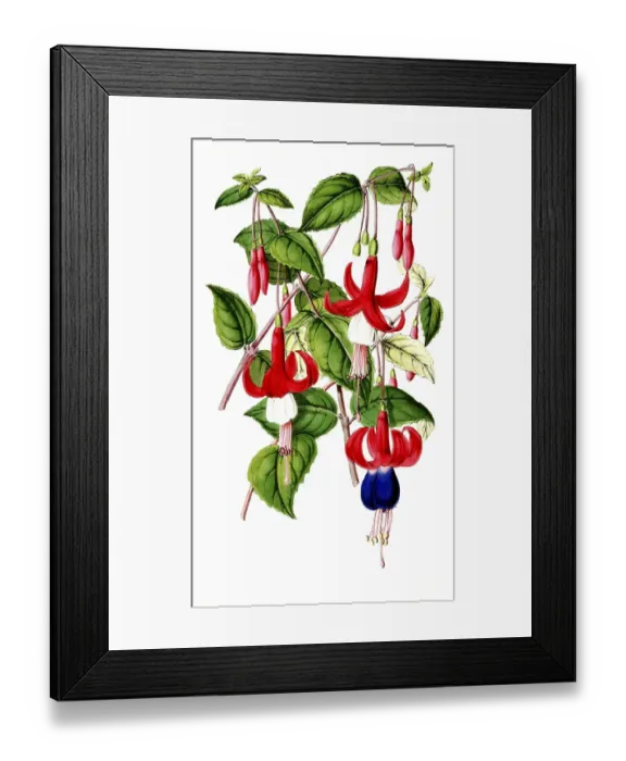 Framed Print : Various fuchsias, Fuchsia, species-rich genus in the evening primrose family, plant and flower, digitally reworked reproduction of an original from the 19th century Framed Print : Various fuchsias, Fuchsia, species-rich genus in the evening primrose family, plant and flower, digitally reworked reproduction of an original from the 19th century