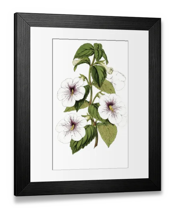 Framed Print : Achimenes Trevirania, Ambroise Verschaffelt, camellia, named after its discoverer Ambroise Colette Alexandre Verschaffelt, plant and flower, digitally reworked reproduction of an original from the 19th century Framed Print : Achimenes Trevirania, Ambroise Verschaffelt, camellia, named after its discoverer Ambroise Colette Alexandre Verschaffelt, plant and flower, digitally reworked reproduction of an original from the 19th century
