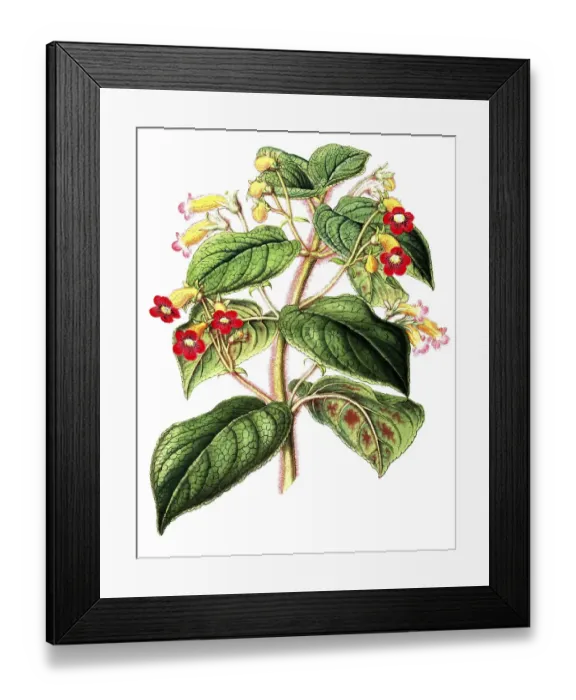 Framed Print : Kohleria inaequalis, as Tydaea warscewiczii, an evergreen perennial reaching up to one metre in height, plant and flower, digitally reworked reproduction of an original from the 19th century Framed Print : Kohleria inaequalis, as Tydaea warscewiczii, an evergreen perennial reaching up to one metre in height, plant and flower, digitally reworked reproduction of an original from the 19th century