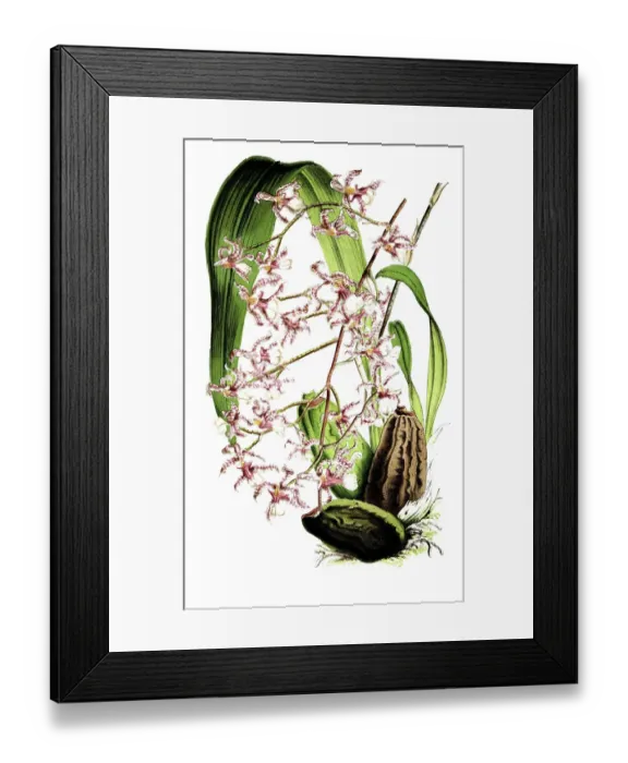 Framed Print : Oncidium incurvum, a species of orchid endemic to Mexico, plant and flower, digitally reworked reproduction of an original from the 19th century