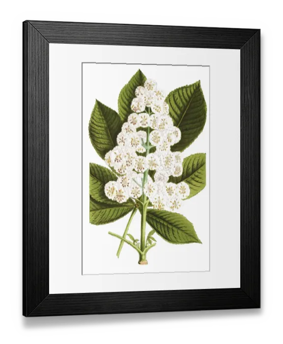 Framed Print : Horse chestnut, Aesculus hippocastanum, plant and flower, digitally reworked reproduction of an original from the 19th century Framed Print : Horse chestnut, Aesculus hippocastanum, plant and flower, digitally reworked reproduction of an original from the 19th century