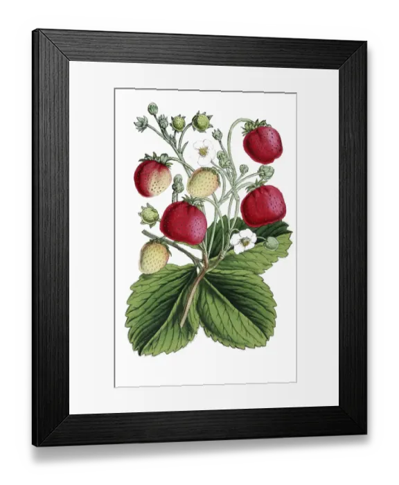 Framed Print : Strawberries, Fragaria, plant with ripe fruits and flowers, plant and flower, digitally reworked reproduction of an original from the 19th century