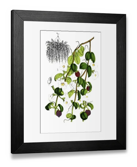 Framed Print : Codomamthe devosiana, Codonanthe, a rare houseplant from the Usambara violet family, plant and flower, digitally reworked reproduction of an original from the 19th century Framed Print : Codomamthe devosiana, Codonanthe, a rare houseplant from the Usambara violet family, plant and flower, digitally reworked reproduction of an original from the 19th century