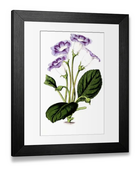 Framed Print : Gloxonia adamas oculata, Gloxinia, plant and flower, digitally reworked reproduction of an original from the 19th century
