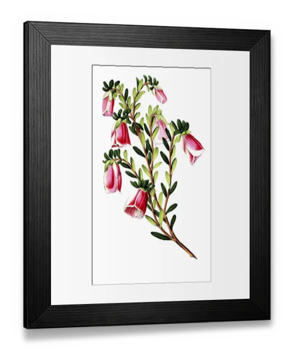 Framed Print : Genetyllis macrostegia, Darwinia macrostegia, a flowering plant species from the Myrtaceae family, native to the south-west of Western Australia, plant and flower, digitally reworked reproduction of an original from the 19th century