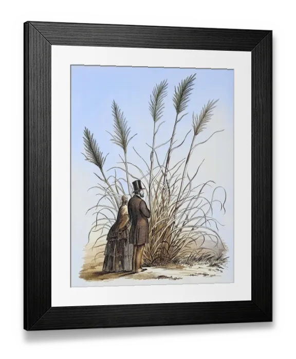 Framed Print : Gynerium argenteum, pampas grass, plant and flower, digitally reworked reproduction of an original from the 19th century Framed Print : Gynerium argenteum, pampas grass, plant and flower, digitally reworked reproduction of an original from the 19th century