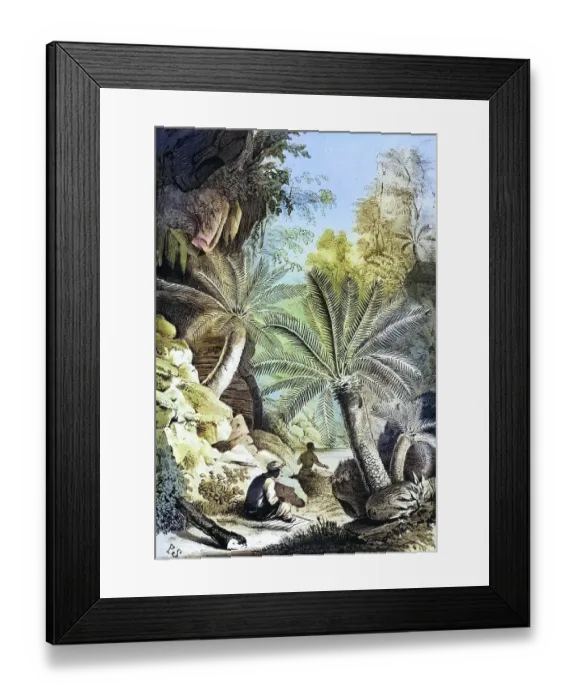 Framed Print : Dioon edule, Mexican double palm fern, in natural environment, plant and flower, digitally reworked reproduction of an original from the 19th century