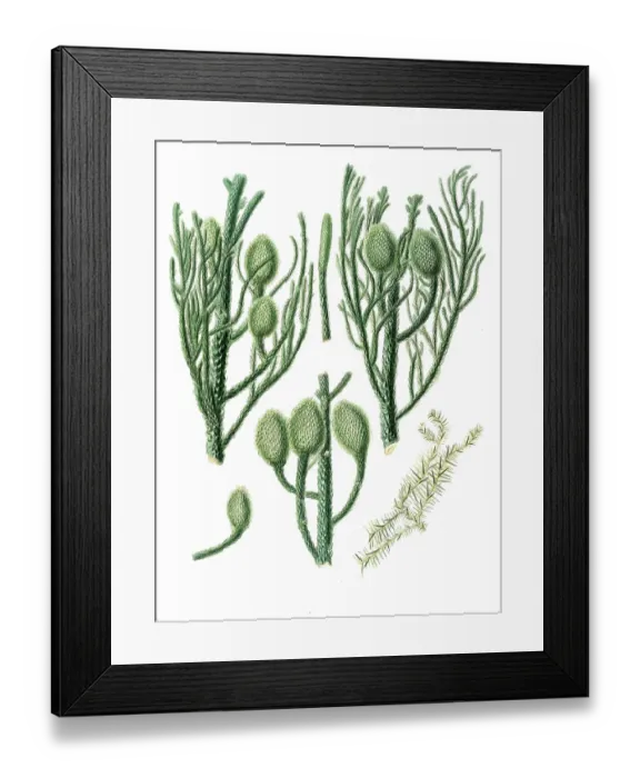 Framed Print : New Guinea Araucaria, Araucaria cunninghamii, tree, digitally improved reproduction of an original by Aylmer Bourke Lambert (1761 - 1842), English botanist, published around 1810