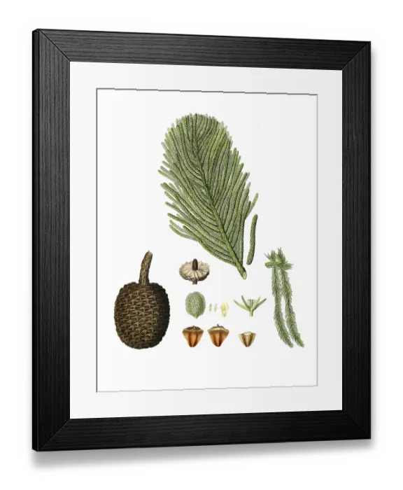 Framed Print : Norfolk araucaria, also known as Norfolk fir or Norway fir, Arucaria excelsa, Norfolk Island pine, tree, digitally enhanced reproduction of an original by Aylmer Bourke Lambert (1761 - 1842), English botanist, published around 1810 Framed Print : Norfolk araucaria, also known as Norfolk fir or Norway fir, Arucaria excelsa, Norfolk Island pine, tree, digitally enhanced reproduction of an original by Aylmer Bourke Lambert (1761 - 1842), English botanist, published around 1810