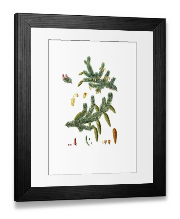 Framed Print : Silver fir, Abies alba, European silver fir or silver fir, tree, digitally enhanced reproduction of an original by Aylmer Bourke Lambert (1761 - 1842), English botanist, published around 1810 Framed Print : Silver fir, Abies alba, European silver fir or silver fir, tree, digitally enhanced reproduction of an original by Aylmer Bourke Lambert (1761 - 1842), English botanist, published around 1810