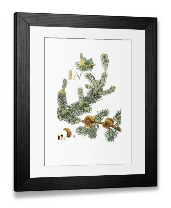 Framed Print : Banks pine, Pinus banksiana, Jack pine, grey pine, tree, digitally enhanced reproduction of an original by Aylmer Bourke Lambert (1761 - 1842), English botanist, published around 1810