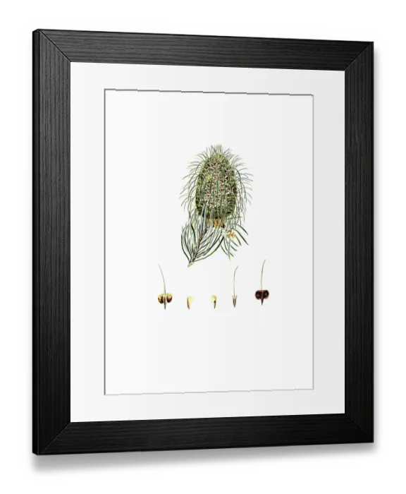 Framed Print : Grannen-Tanne, Santa-Lucia-Tanne, Pinus bracteata, Santa Lucia fir or bristlecone fir, tree, digitally enhanced reproduction of an original by Aylmer Bourke Lambert (1761 - 1842), English botanist, published around 1810