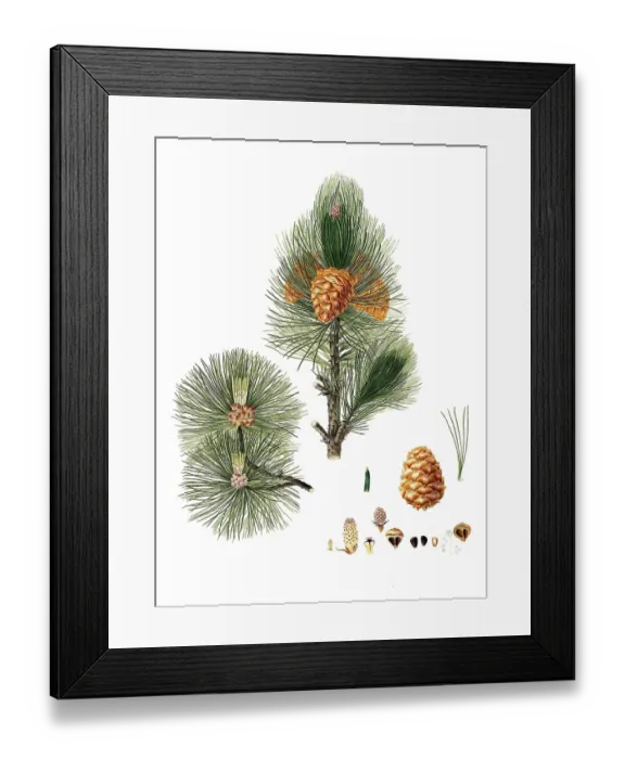 Framed Print : Swiss stone pine, Swiss stone pine, Arbe, Arve, Zirbe or Zirbel, Pinus cembra, Swiss pine, Swiss stone pine, Arolla pine, Austrian stone pine, tree, digitally enhanced reproduction of an original by Aylmer Bourke Lambert (1761 - 1842)