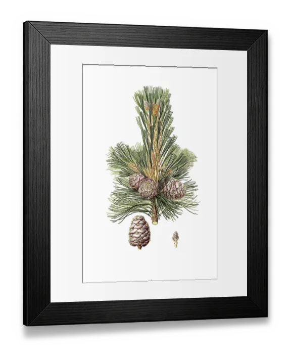 Framed Print : Swiss stone pine, Swiss stone pine, Arbe, Arve, Zirbe or Zirbel, Pinus cembra, Swiss pine, Swiss stone pine, Arolla pine, Austrian stone pine, tree, digitally enhanced reproduction of an original by Aylmer Bourke Lambert (1761 - 1842) Framed Print : Swiss stone pine, Swiss stone pine, Arbe, Arve, Zirbe or Zirbel, Pinus cembra, Swiss pine, Swiss stone pine, Arolla pine, Austrian stone pine, tree, digitally enhanced reproduction of an original by Aylmer Bourke Lambert (1761 - 1842)