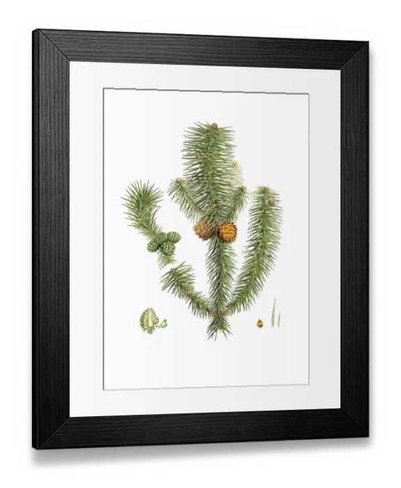 Framed Print : Norway spruce, Cunninghamia lanceolata, Pinus lanccolata, Broad-leaved fir, tree, digitally enhanced reproduction of an original by Aylmer Bourke Lambert (1761 - 1842), English botanist, published around 1810 Framed Print : Norway spruce, Cunninghamia lanceolata, Pinus lanccolata, Broad-leaved fir, tree, digitally enhanced reproduction of an original by Aylmer Bourke Lambert (1761 - 1842), English botanist, published around 1810
