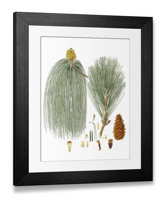 Framed Print : Swamp pine, Pinus palustris, Pinus longifolia, Long-leaved Indian pine, tree, digitally enhanced reproduction of an original by Aylmer Bourke Lambert (1761 - 1842), English botanist, published around 1810