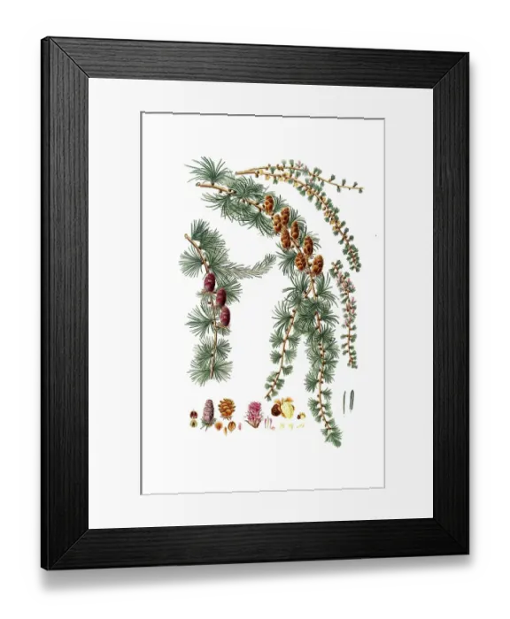 Framed Print : Hanging Black Silk Pine, Pinus pendula, Black larch, tree, digitally enhanced reproduction of an original by Aylmer Bourke Lambert (1761 - 1842), English botanist, published around 1810