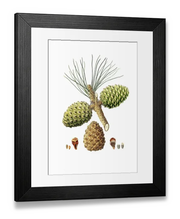 Framed Print : Pinus pinea, Italian stone pine, Mediterranean stone pine, umbrella pine and parasol pine, tree, digitally enhanced reproduction of an original by Aylmer Bourke Lambert (1761 - 1842), English botanist, published around 1810