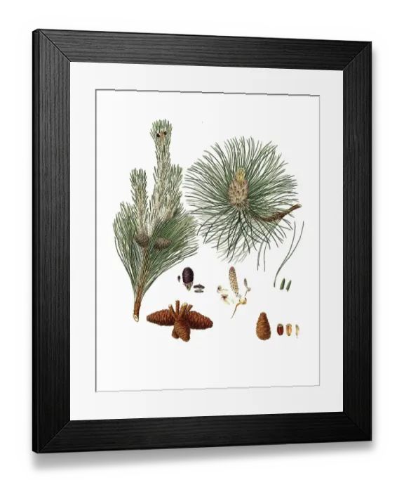 Framed Print : Pinus resinosa, Pinus resinosa, Pitch pine, tree, digitally enhanced reproduction of an original by Aylmer Bourke Lambert (1761 - 1842), English botanist, published around 1810 Framed Print : Pinus resinosa, Pinus resinosa, Pitch pine, tree, digitally enhanced reproduction of an original by Aylmer Bourke Lambert (1761 - 1842), English botanist, published around 1810