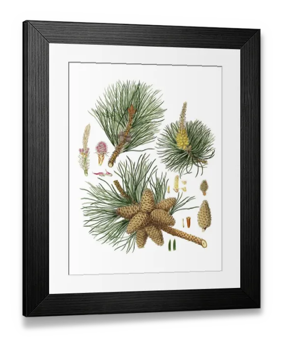 Framed Print : Pitch pine, Pinus rigida, tree, digitally enhanced reproduction of an original by Aylmer Bourke Lambert (1761 - 1842), English botanist, published around 1810