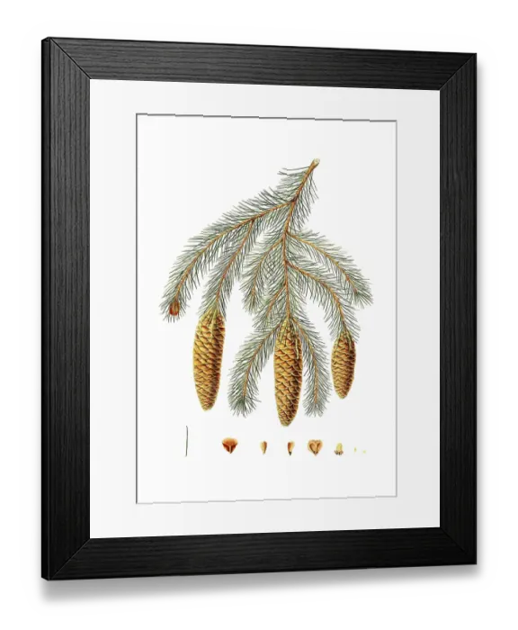 Framed Print : Himalayan spruce, Picea smithiana, Himalayan spruce fir, tree, digitally enhanced reproduction of an original by Aylmer Bourke Lambert (1761 - 1842), English botanist, published around 1810 Framed Print : Himalayan spruce, Picea smithiana, Himalayan spruce fir, tree, digitally enhanced reproduction of an original by Aylmer Bourke Lambert (1761 - 1842), English botanist, published around 1810
