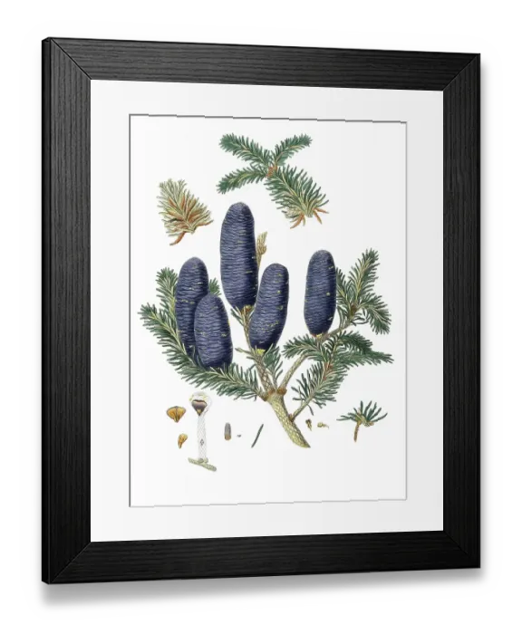 Framed Print : Himalayan fir, Abies spectabilis, Pinus spectabilis, Purple-coned fir, tree, digitally enhanced reproduction of an original by Aylmer Bourke Lambert (1761 - 1842), English botanist, published around 1810