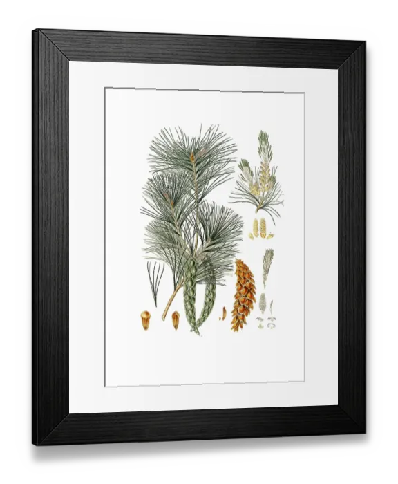 Framed Print : Strobe, Pinus strobus, also Weymouth pine, Weymouth pine, digitally improved reproduction of an original by Aylmer Bourke Lambert (1761 - 1842), English botanist, published around 1810