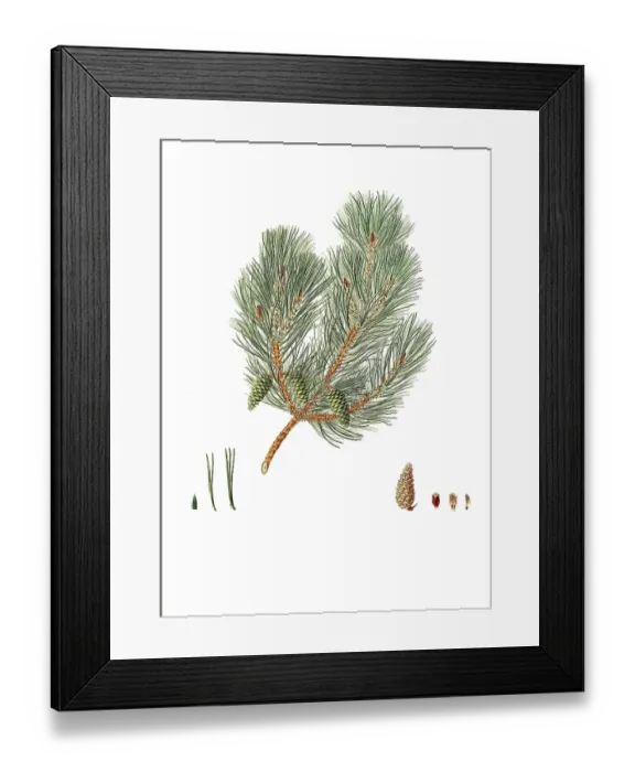 Framed Print : Pine, Pinus variablilis, Variable-leaved bastard pine, tree, digitally enhanced reproduction of an original by Aylmer Bourke Lambert (1761 - 1842), English botanist, published around 1810