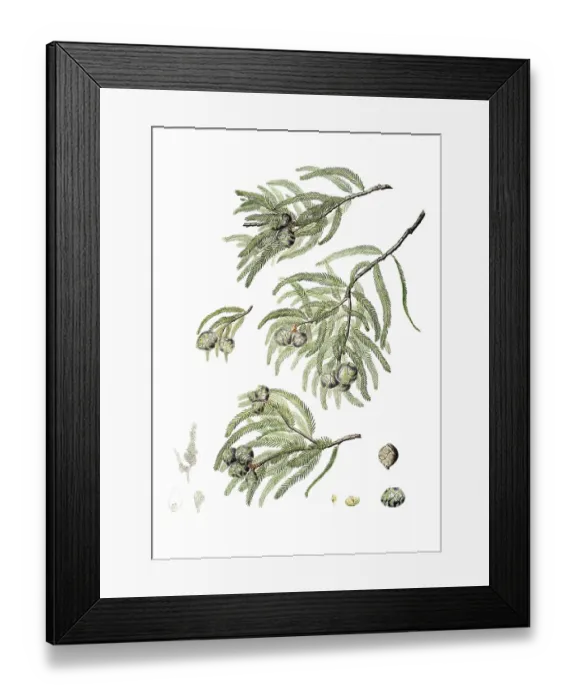 Framed Print : Bald cypress, Taxodium distichum, also Deciduous cypress, tree, digitally improved reproduction of an original by Aylmer Bourke Lambert (1761 - 1842), English botanist, published around 1810 Framed Print : Bald cypress, Taxodium distichum, also Deciduous cypress, tree, digitally improved reproduction of an original by Aylmer Bourke Lambert (1761 - 1842), English botanist, published around 1810