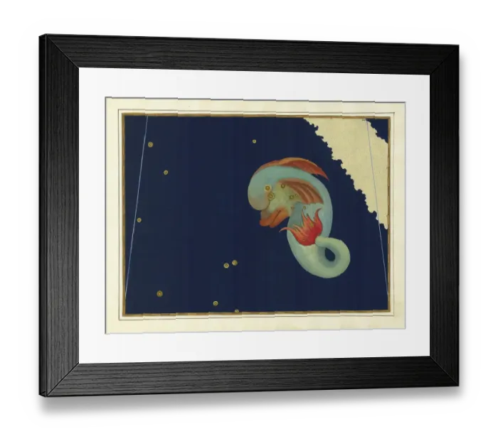 Framed Print : Astronomy. The Celestial Atlas, the Uranometria, Ptolemaic constellations, by Johann Bayer (1572 - 7 March 1625), German astronomer, Delphinus, dolphin, dolphin, constellation near the celestial equator