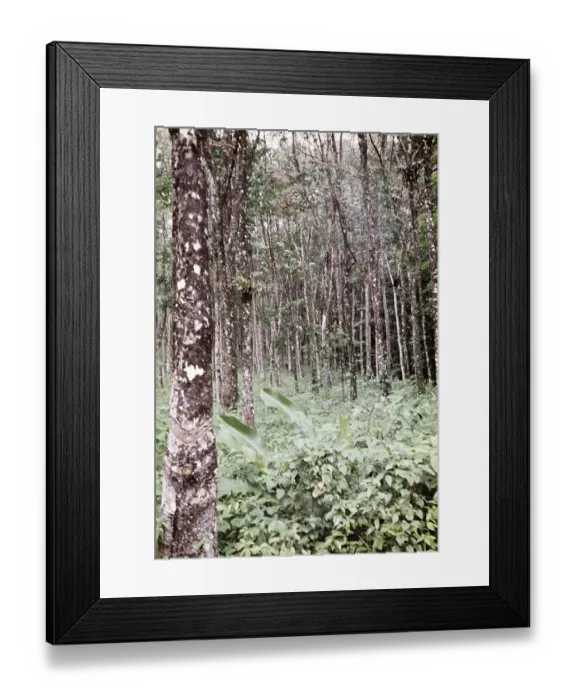 Framed Print : Planting of rubber trees (Hevea brasiliensis), Trinidad around 1962