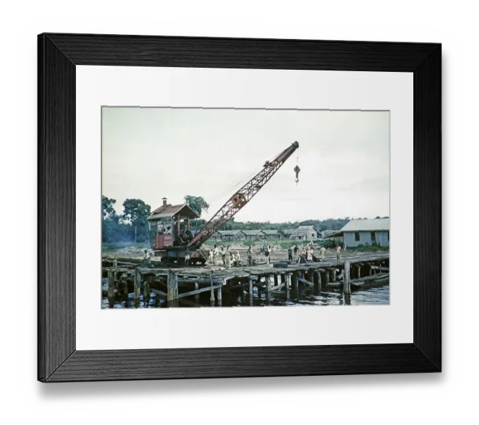 Framed Print : Subtitle: Timber loading point on the Essequibo River, Guyana, West Indies, South America, 1960 1961, then colony of British Guiana, South America Framed Print : Subtitle: Timber loading point on the Essequibo River, Guyana, West Indies, South America, 1960 1961, then colony of British Guiana, South America