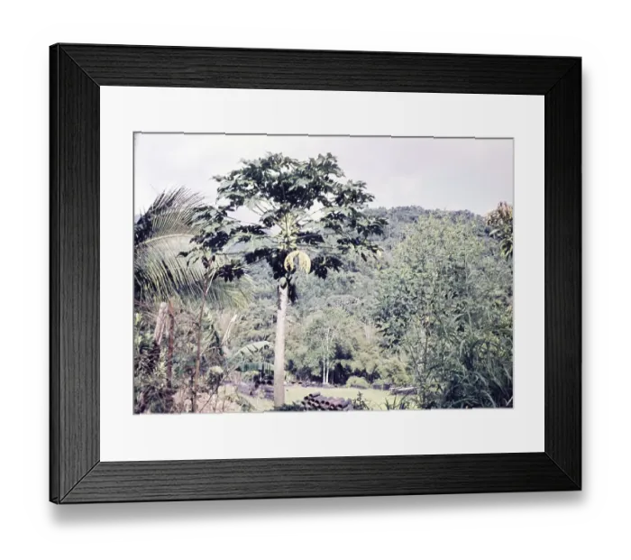 Framed Print : Pawpaw fruit tree, Asimina triloba, growing in rural are of Trinidad c 1962 - bamboo pots in background used for cocoa and banana plant seedlings